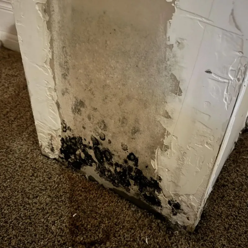 Professional Mold Removal in Corunna, MI